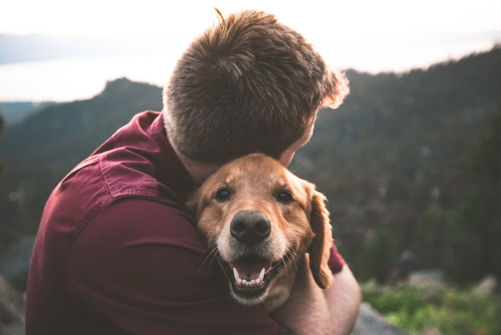 Animal therapy with dog