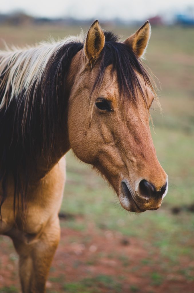 equine assisted therapy: horse